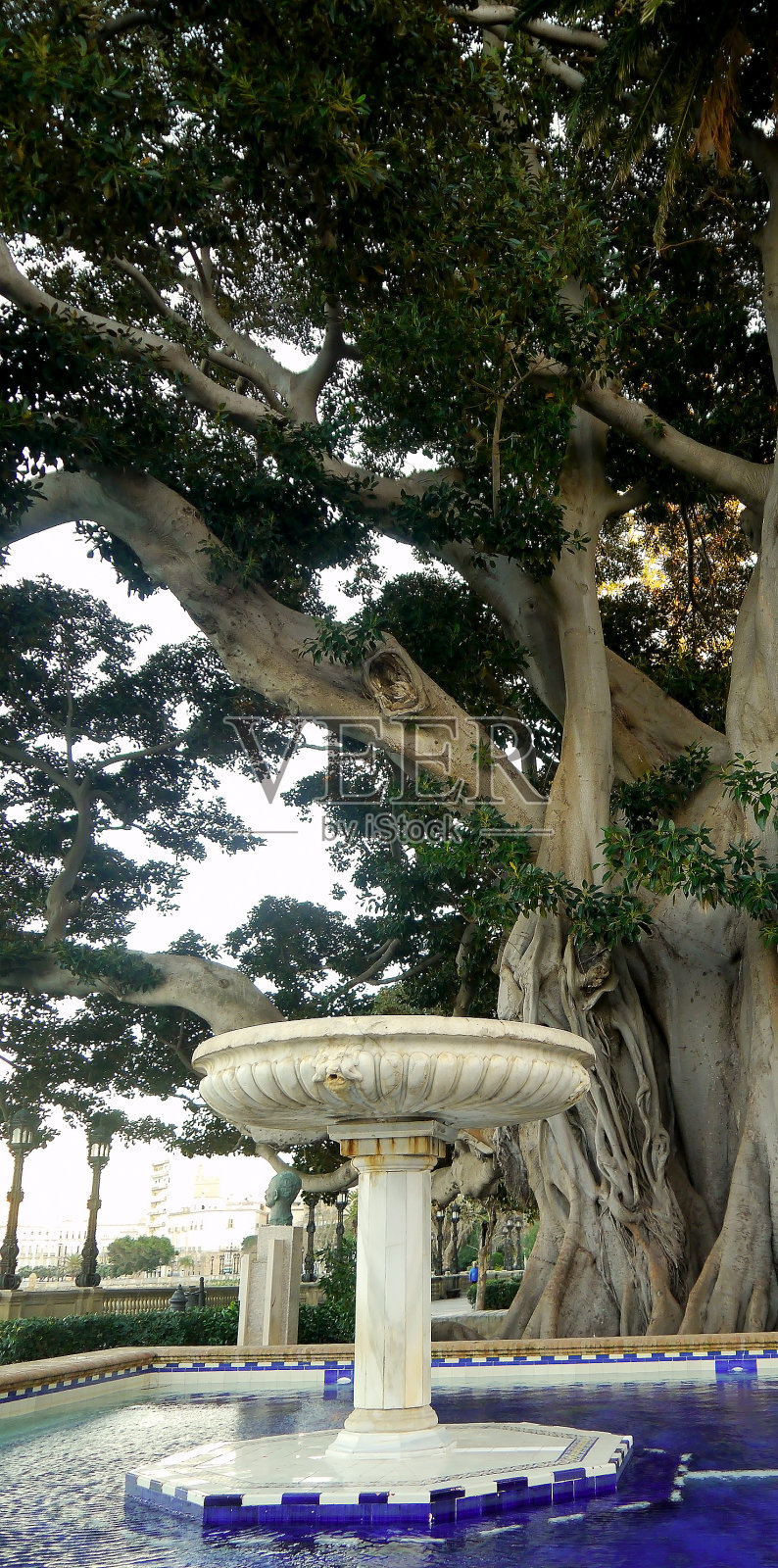 这是安达卢西亚加的斯首都阿拉米达公园的一棵无花果树的树干。西班牙。欧洲照片摄影图片