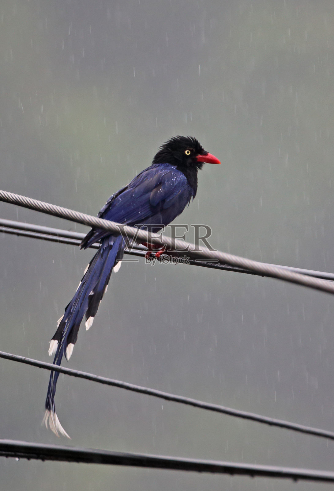 台湾蓝鹊照片摄影图片