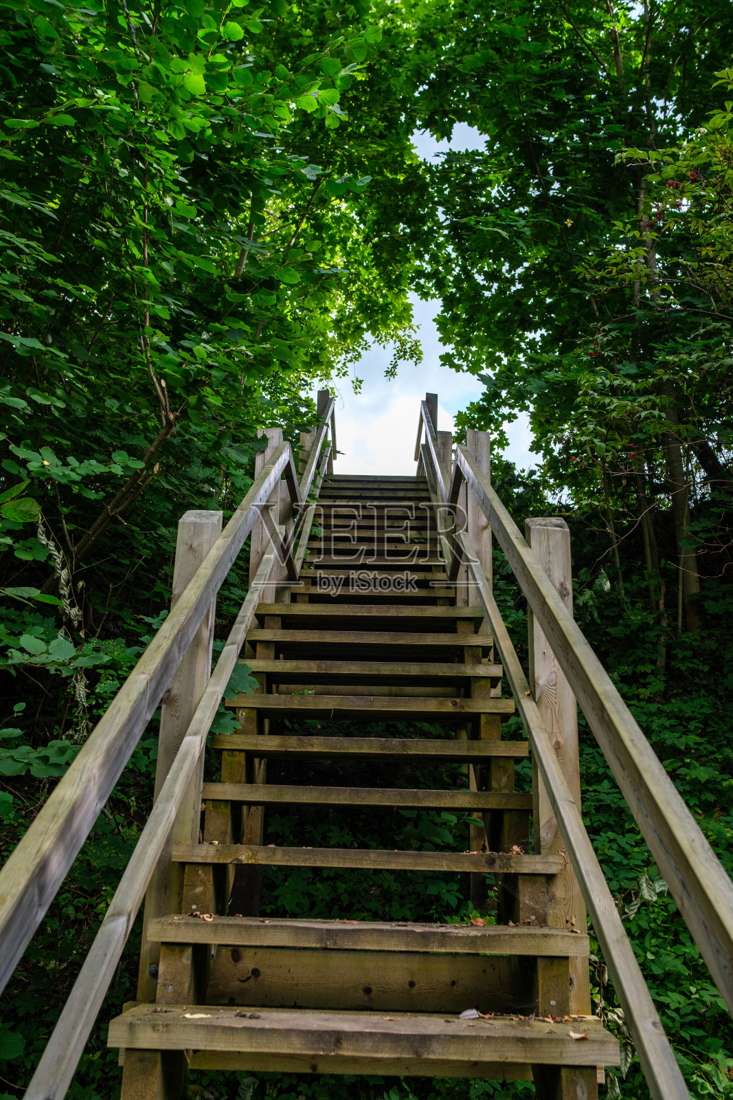 绿色森林中的木板路照片摄影图片