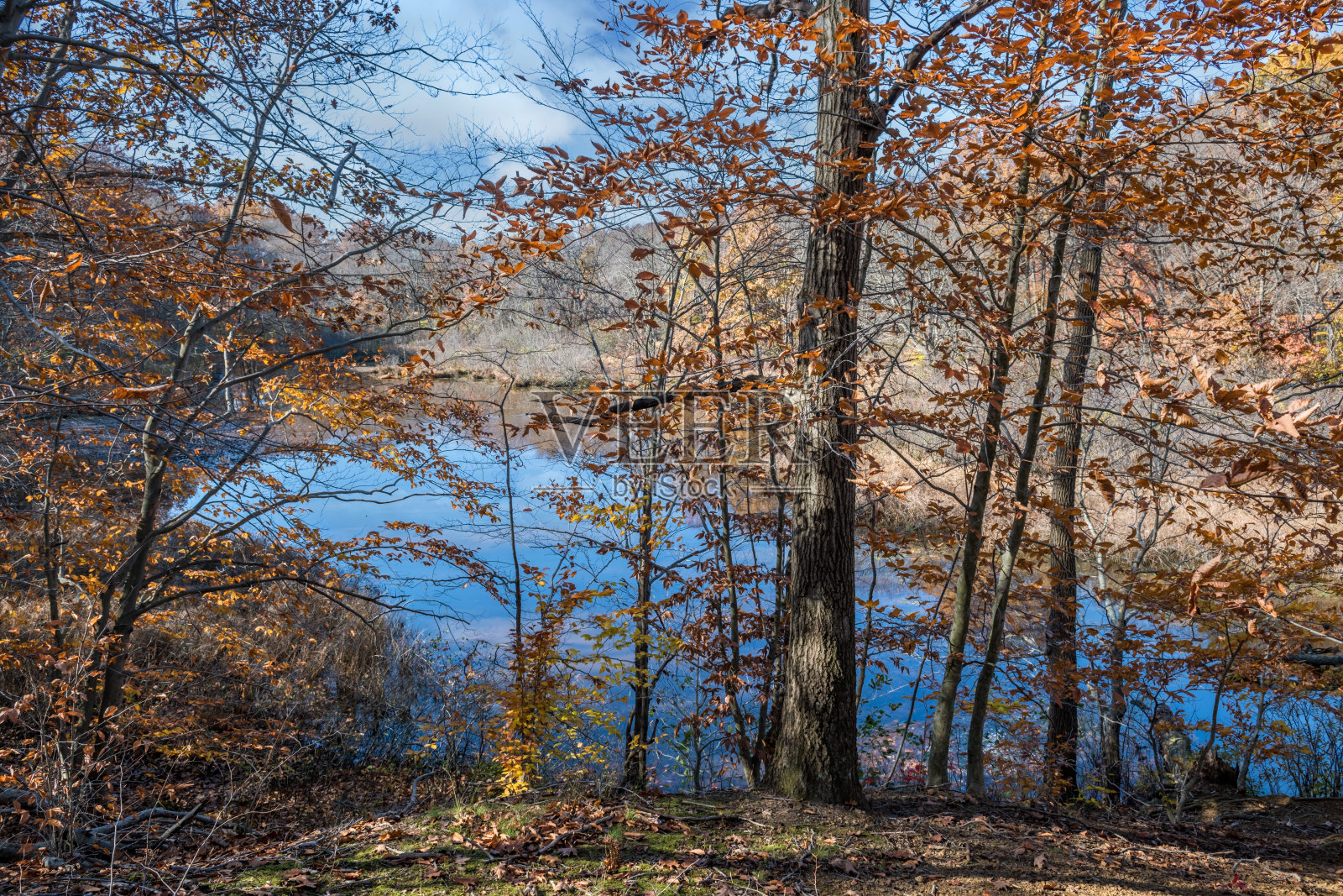 Trru森林湖照片摄影图片