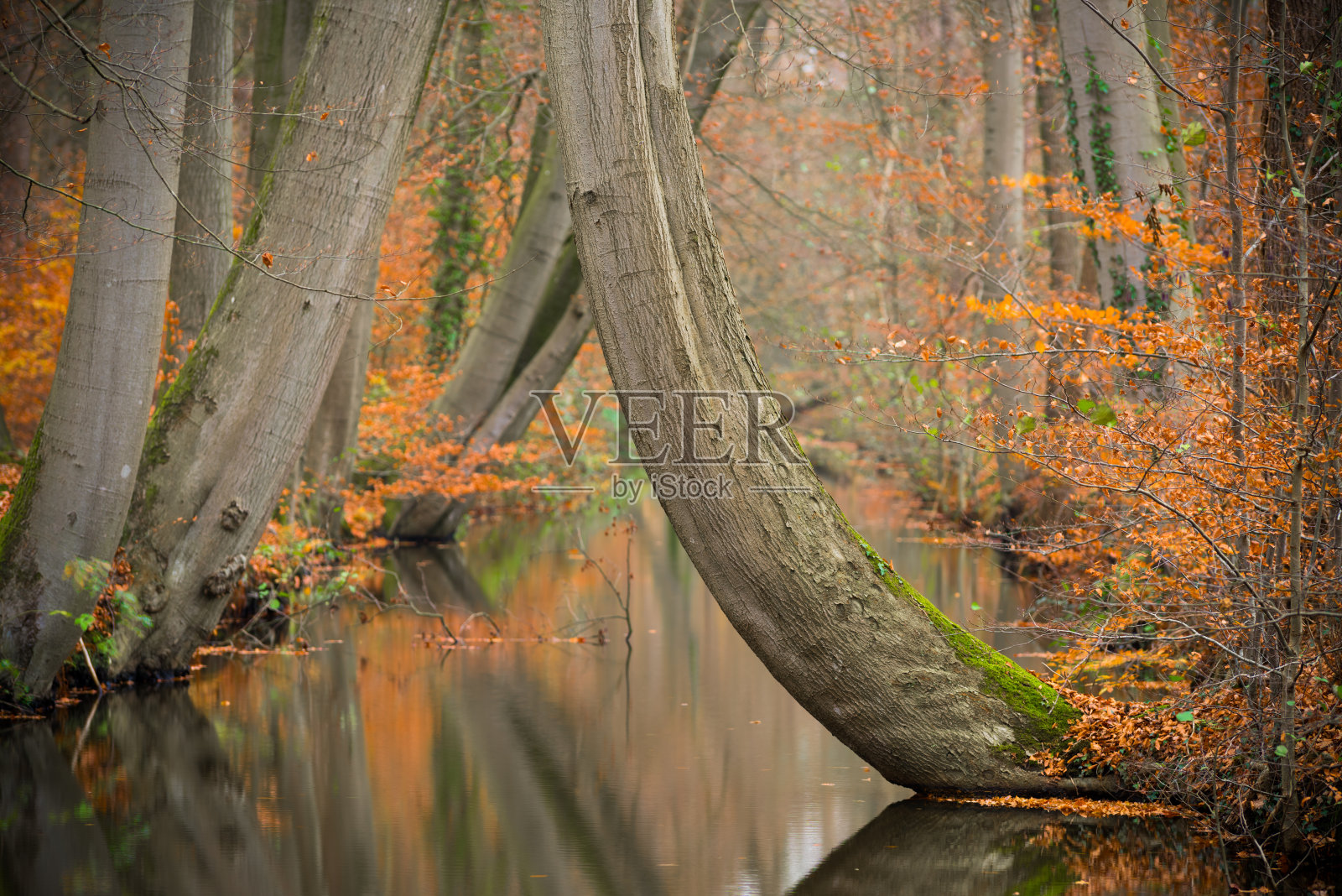 树木映出一条沟渠照片摄影图片