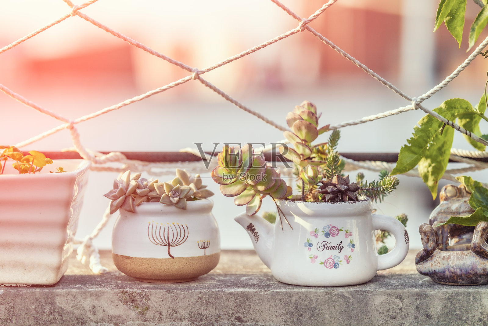 窗台上的绿色室内植物照片摄影图片