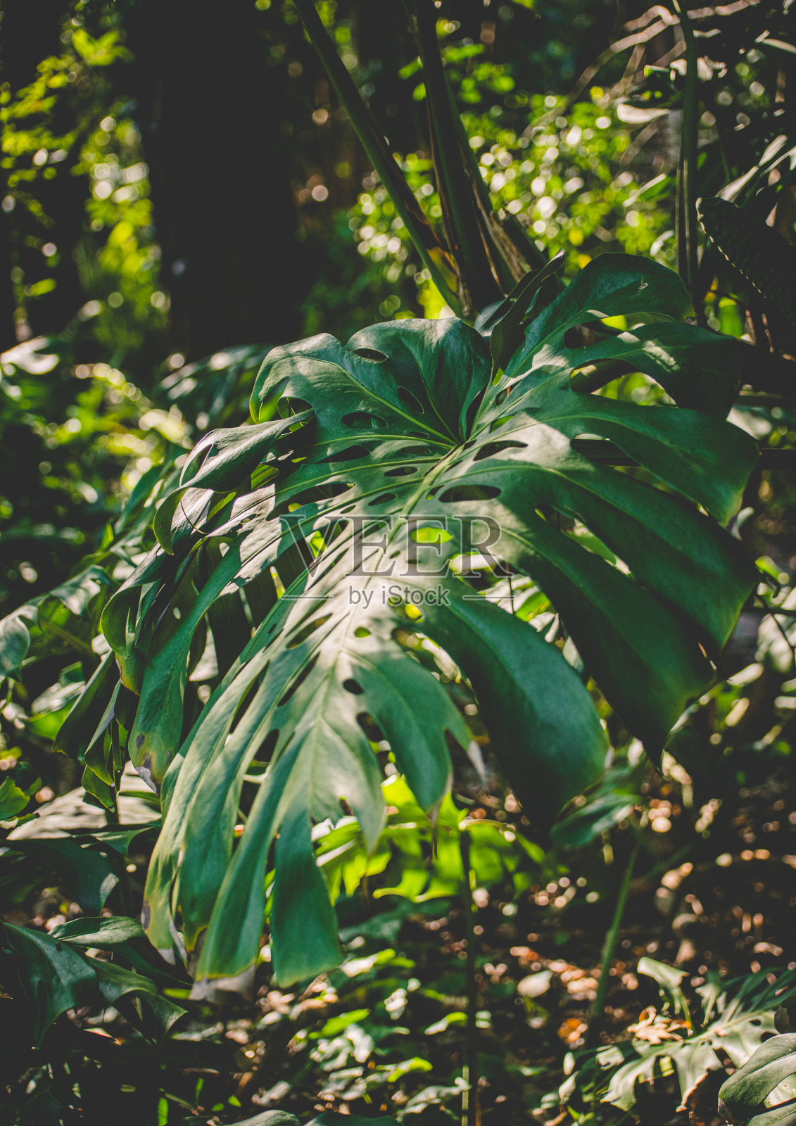 美丽的蓬莱蕉deliciosa照片摄影图片