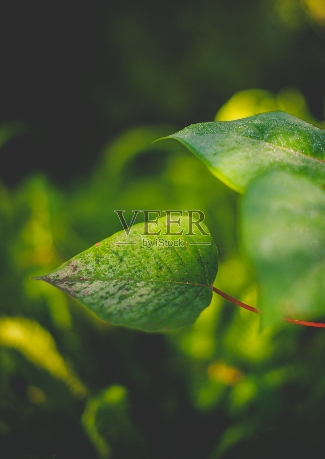 心形的叶子照片摄影图片