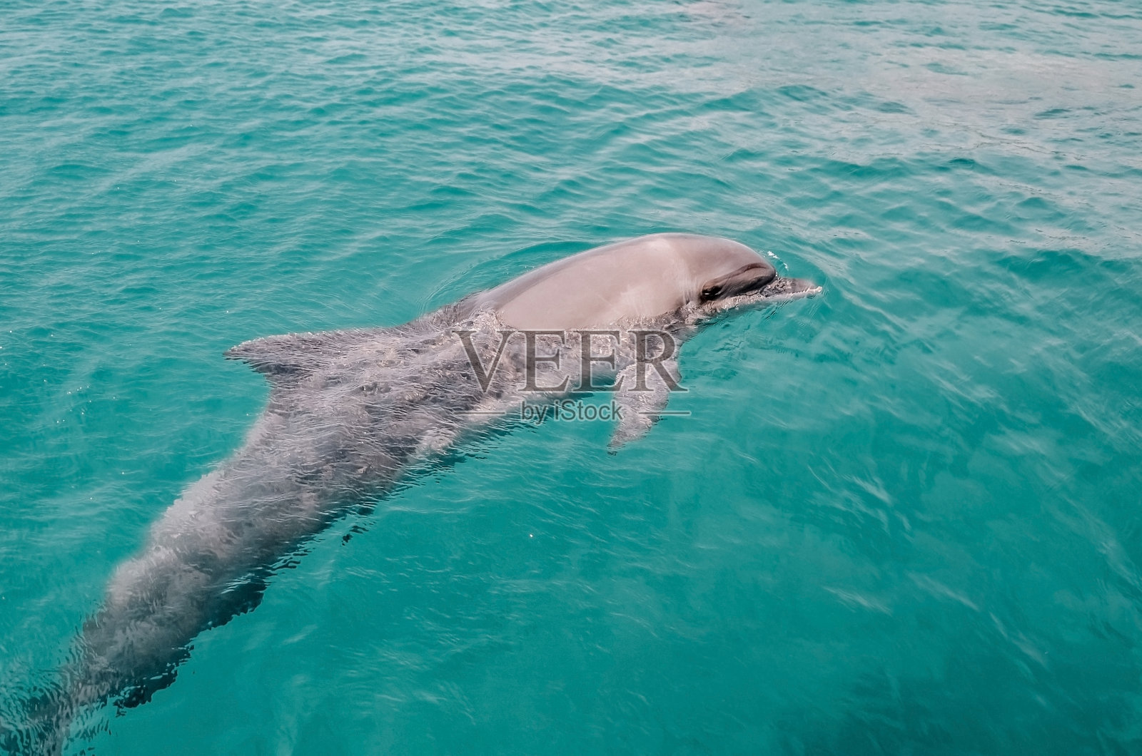 可爱的友善海豚在清澈的碧水中畅游，在以色列埃拉特海豚礁玩耍照片摄影图片