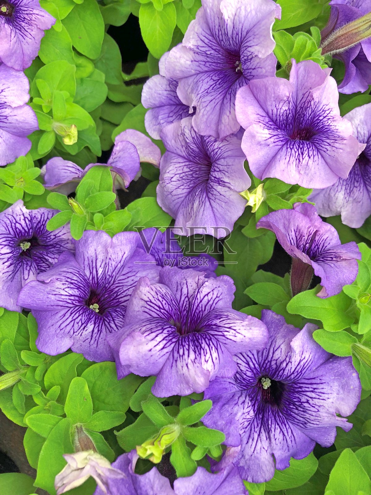 佩妮百万钟花照片摄影图片