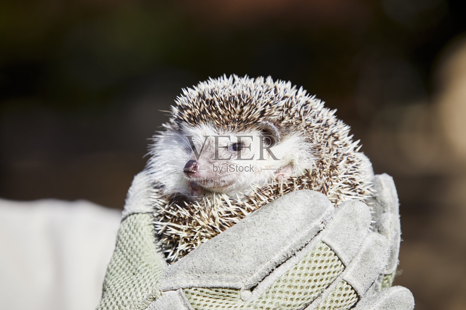 小刺猬被握在手里照片摄影图片