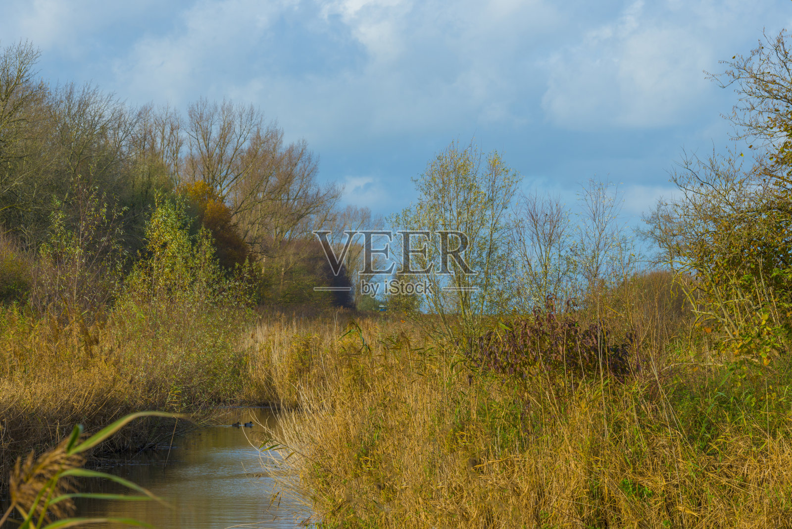 芦苇沿湖边的湿地，在蓝天下，多云的阳光在秋天照片摄影图片