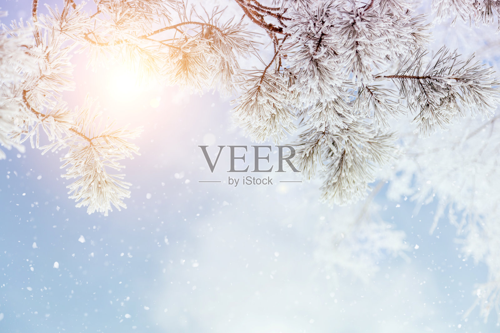 冬日背景的松树枝映衬着天空和阳光，并留出一段文字照片摄影图片