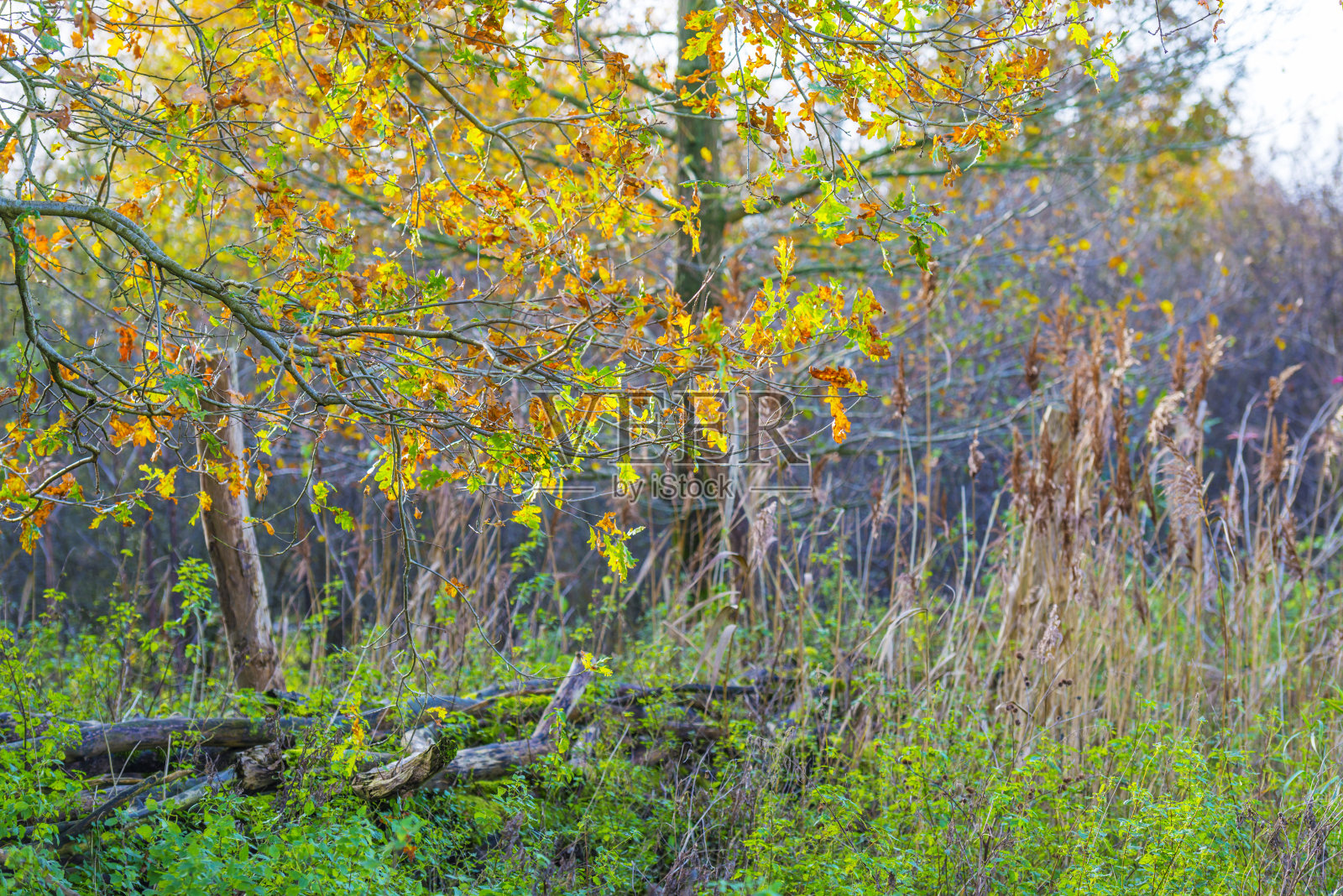 在秋天的阳光下，树木在一个多云的天空下的森林湿地的秋天颜色照片摄影图片