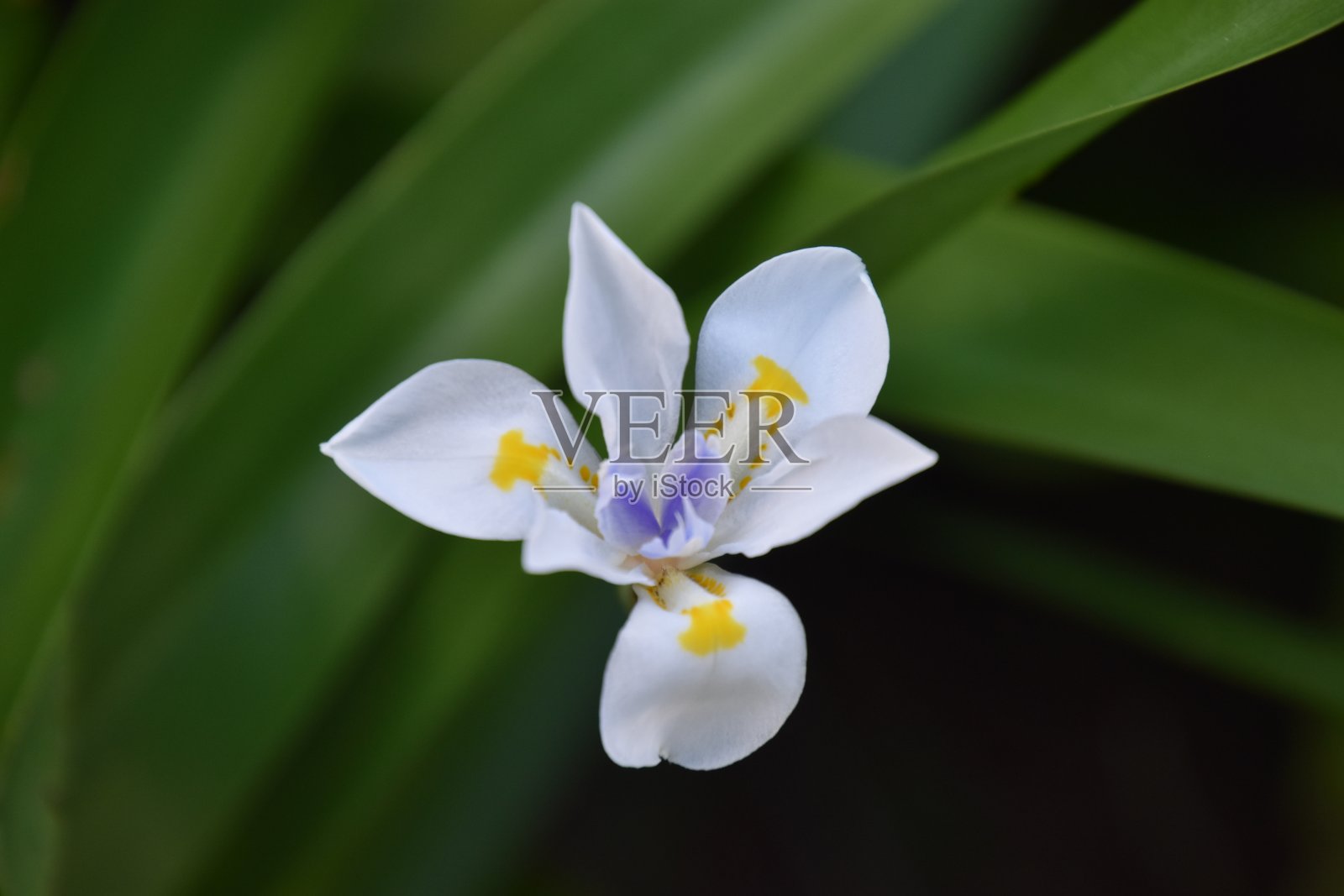 盛开的花照片摄影图片