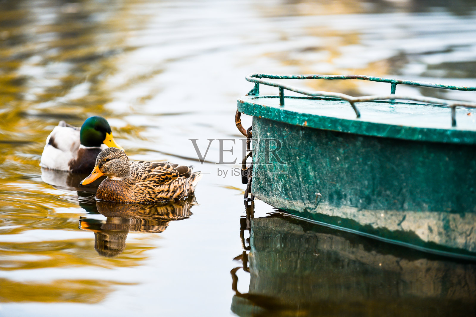 一对野鸭平静地游着照片摄影图片