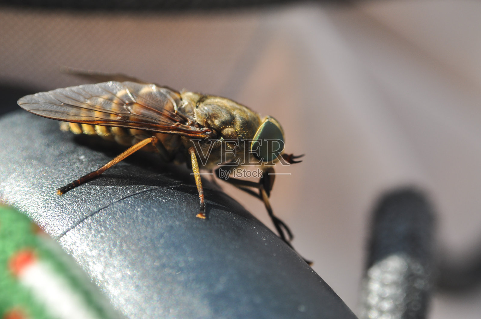 大黄蜂大昆虫飞坐近照片摄影图片