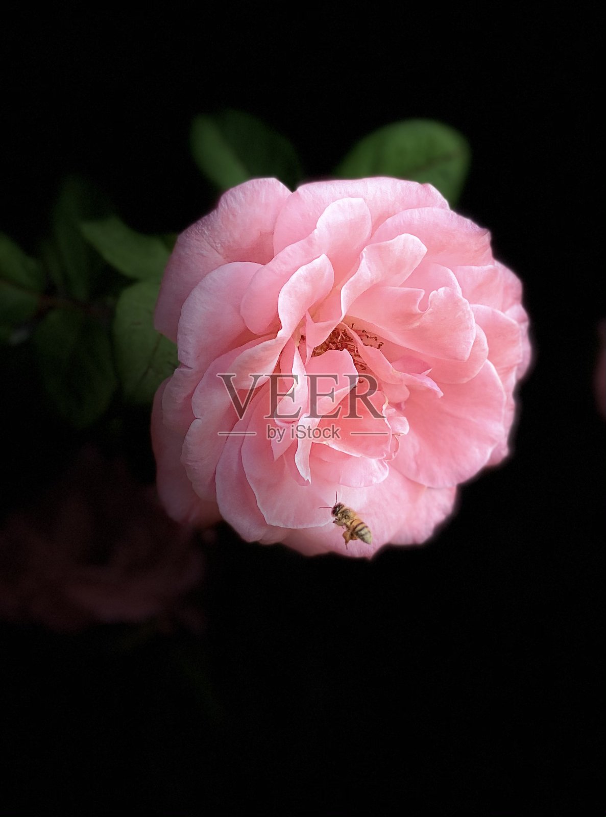 丰富的玫瑰照片摄影图片