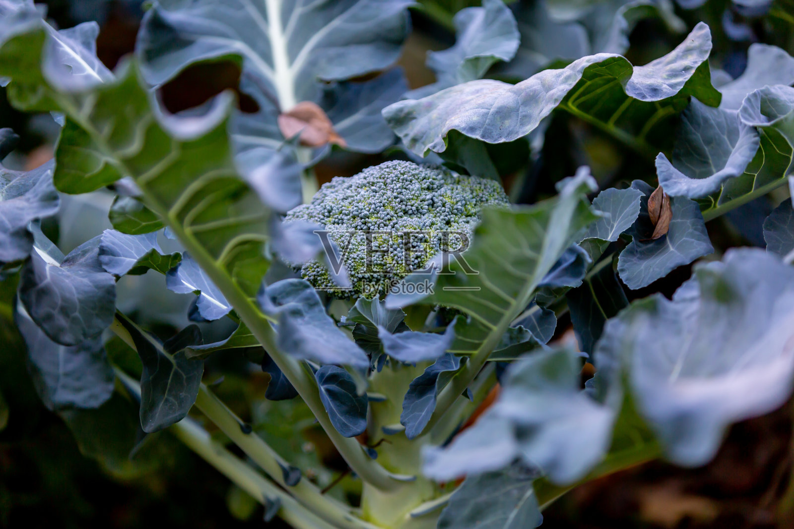 西兰花照片摄影图片