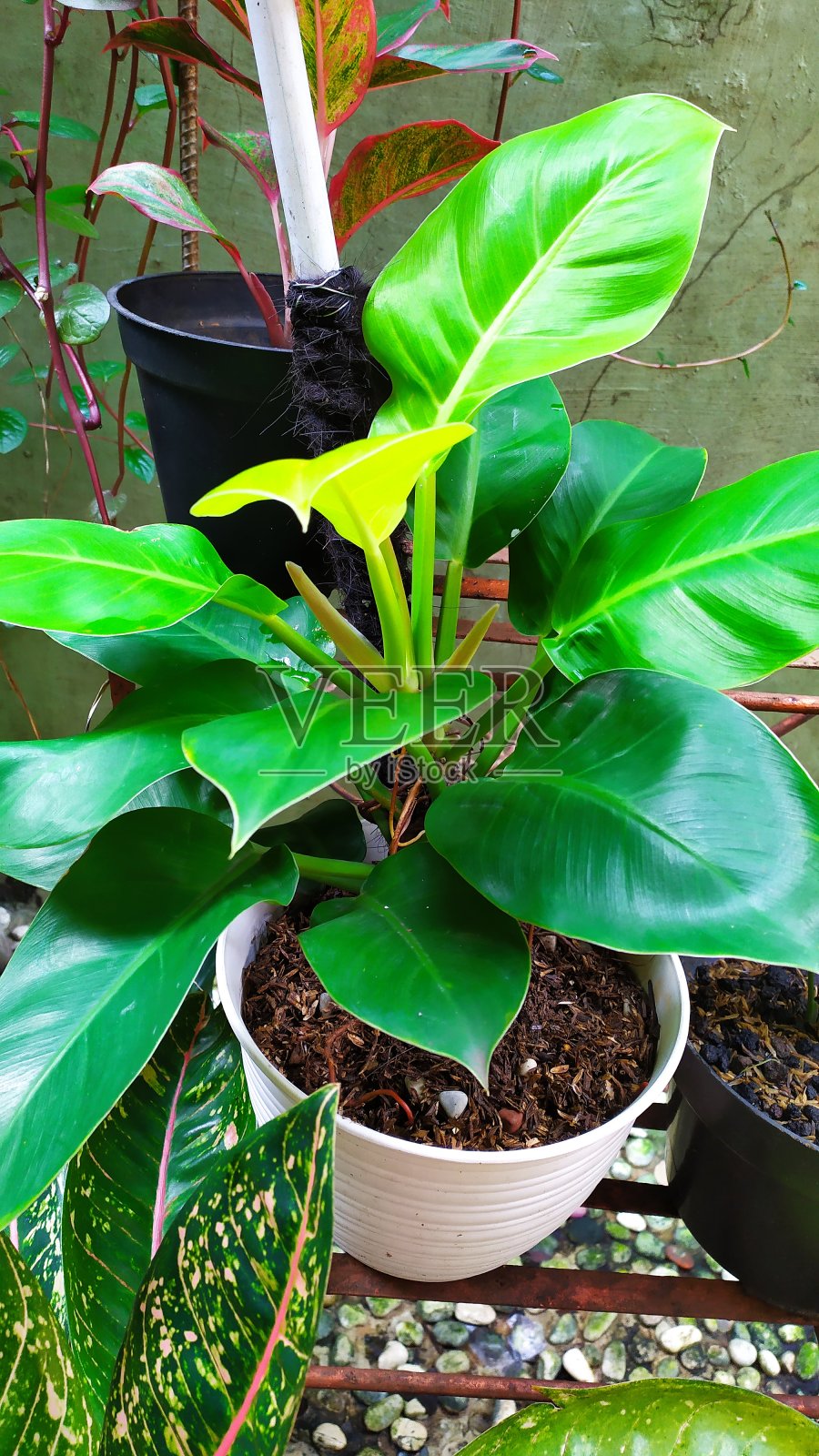 喜林芋照片摄影图片