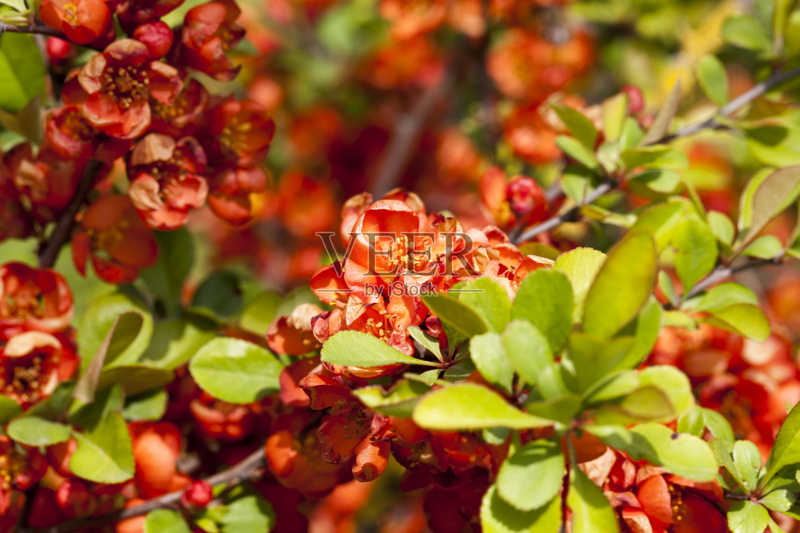 秋色的细节照片摄影图片