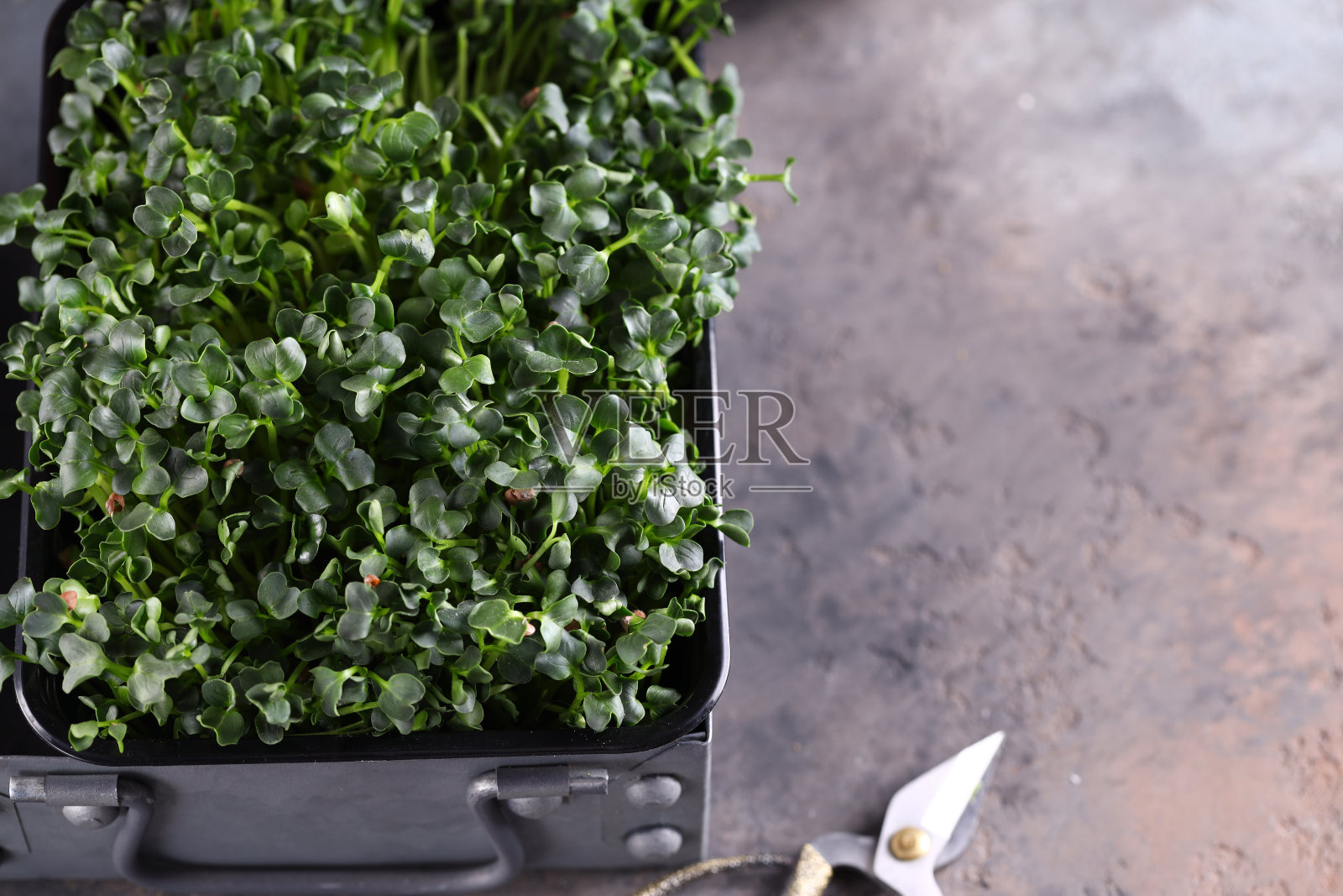 有机食品在照片摄影图片