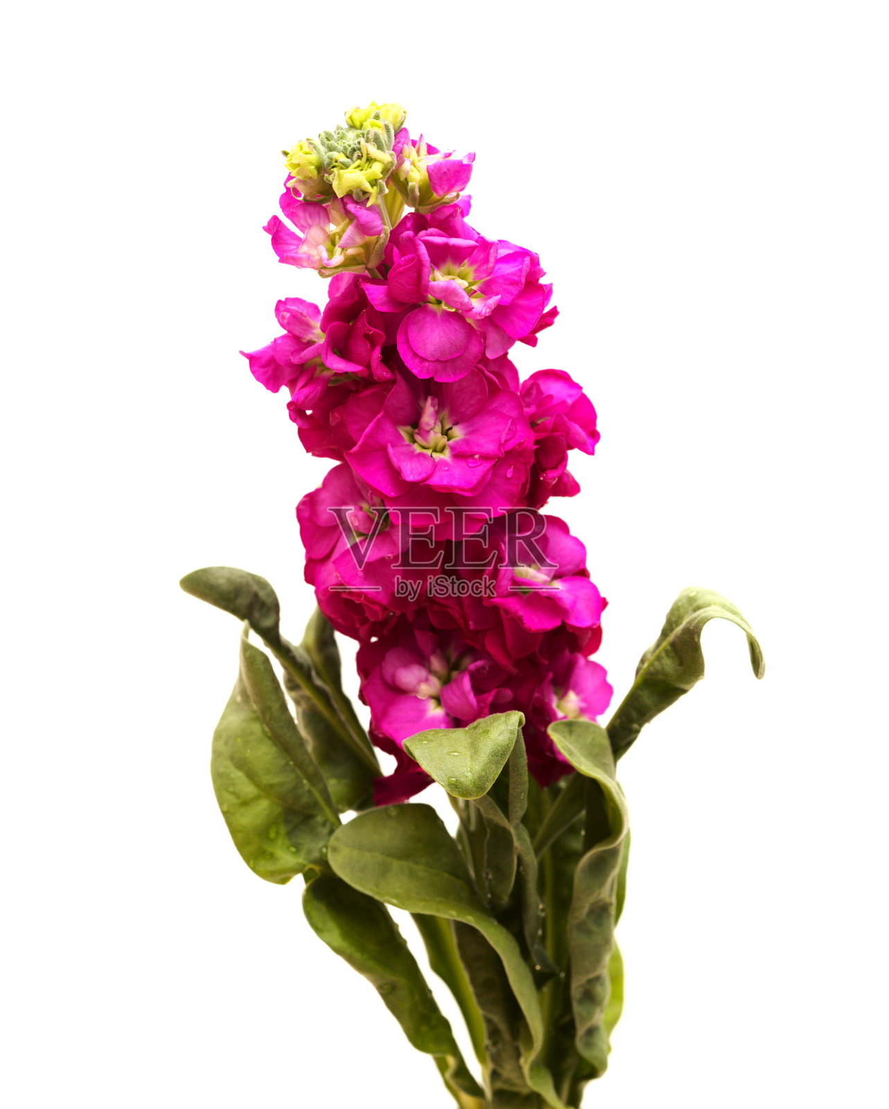 在白色背景上孤立的布朗普顿砧木的深紫色的花序照片摄影图片