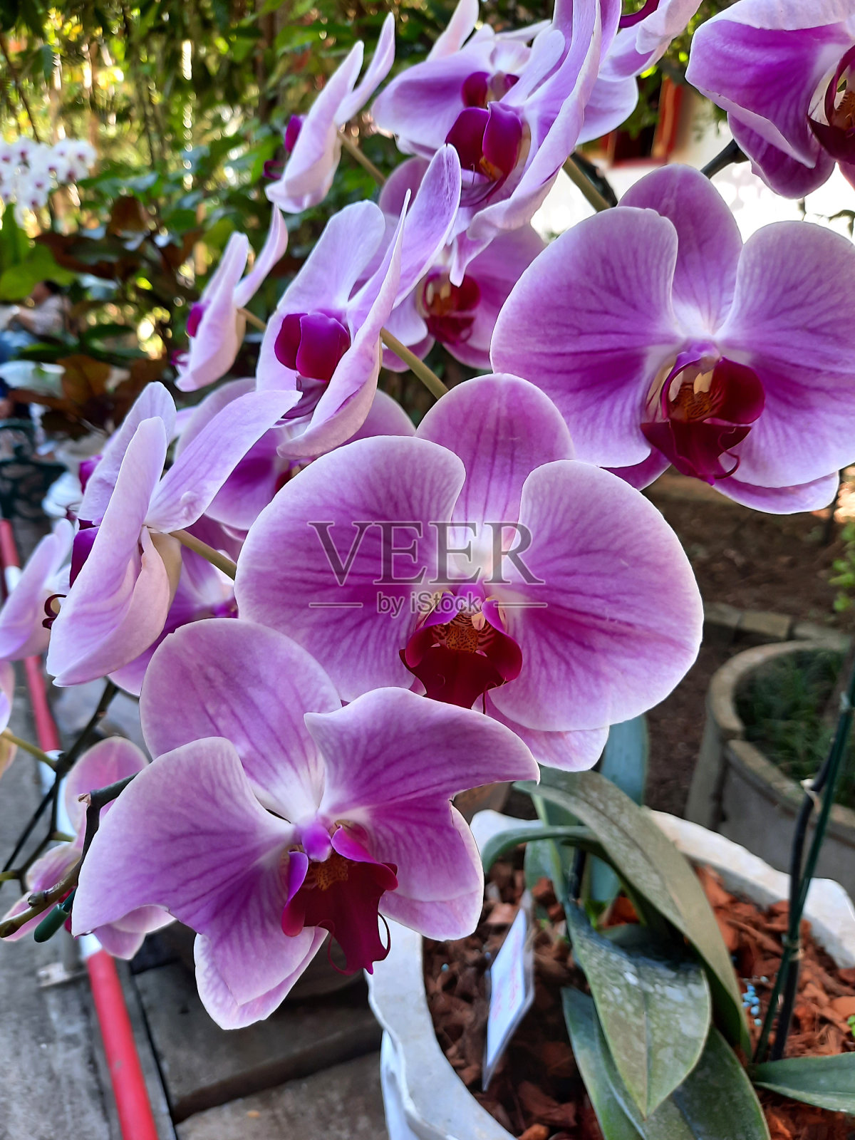 花园里有紫色的兰花。照片摄影图片