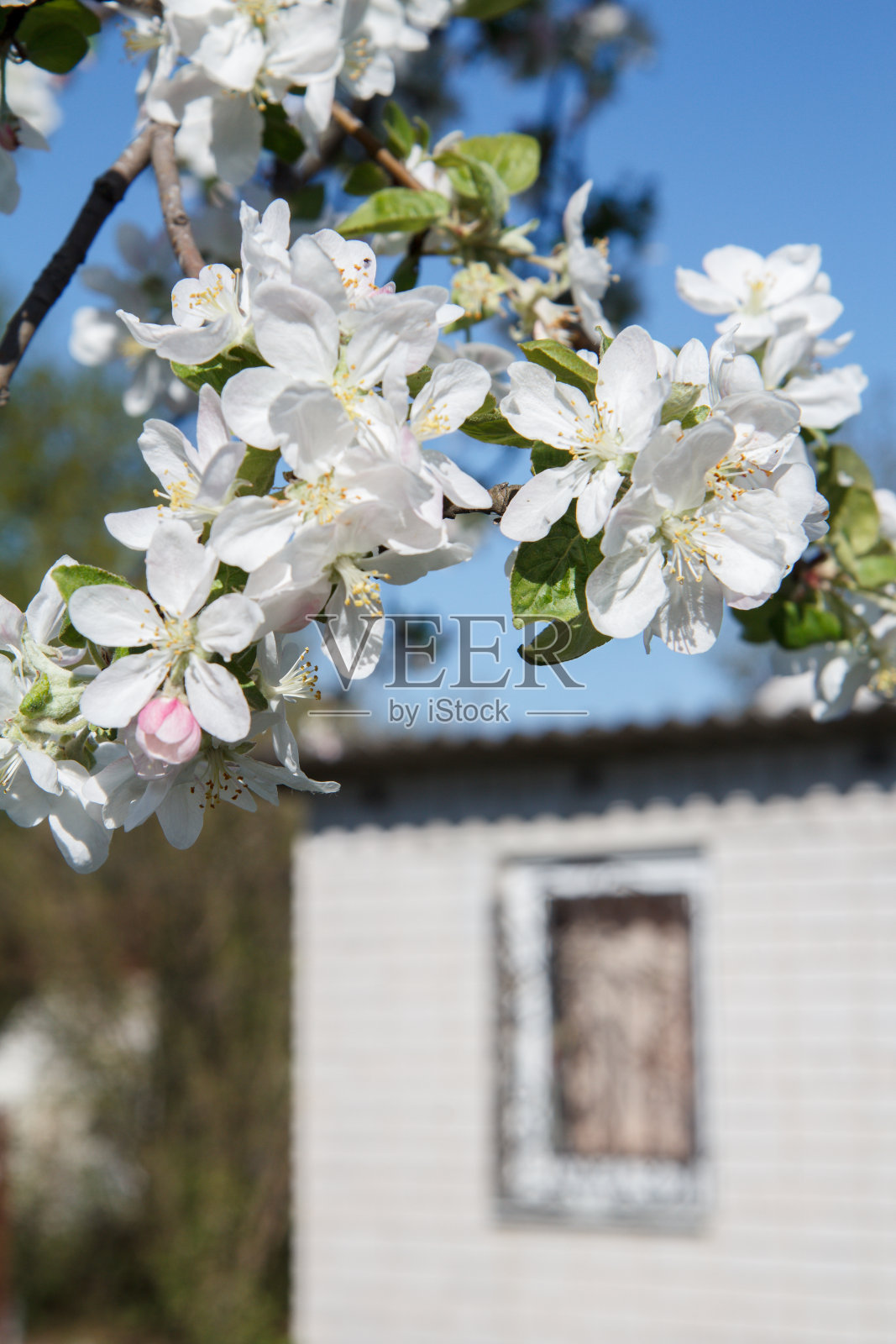 春天果园里盛开的苹果树的树枝。照片摄影图片