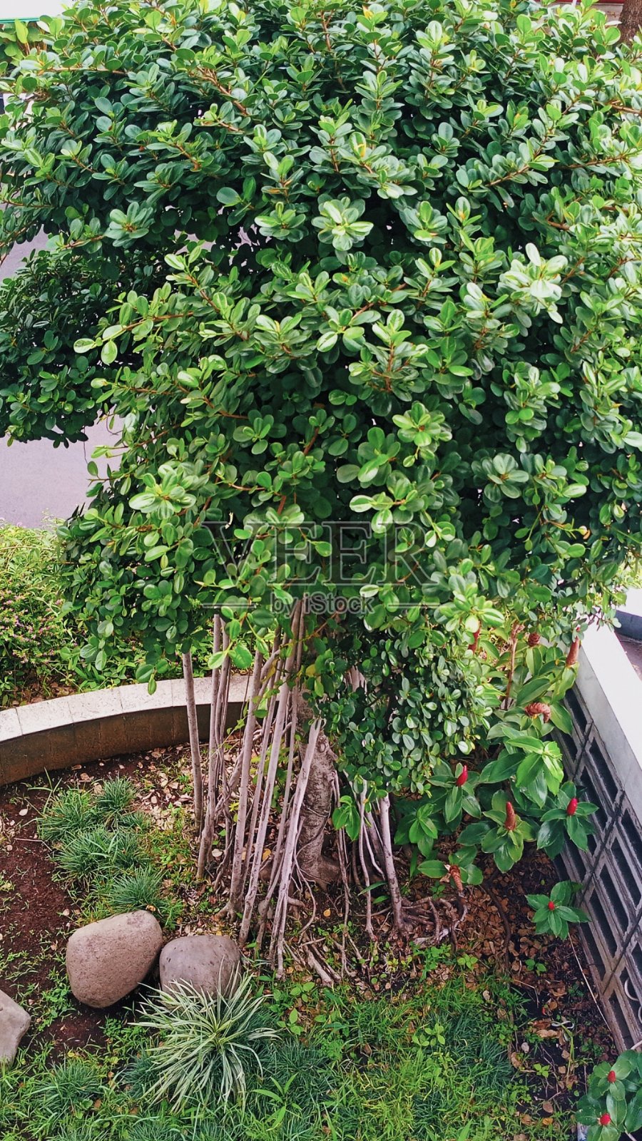 盆景照片摄影图片