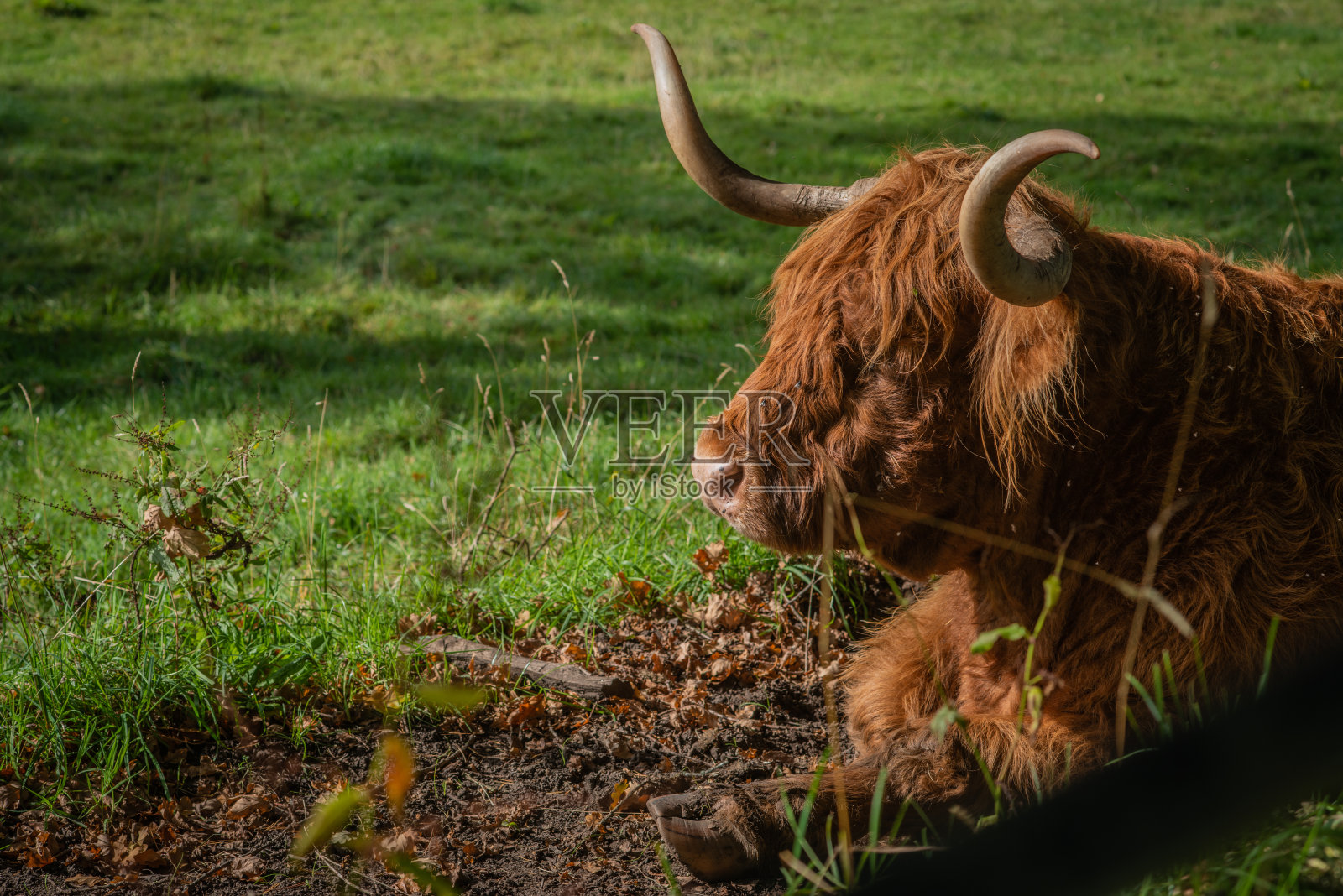苏格兰高地公牛躺在田野里休息照片摄影图片