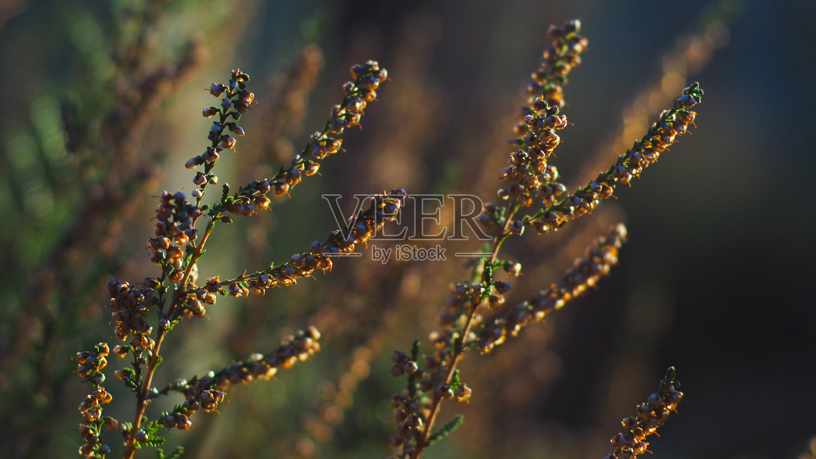 森林里的荒野照片摄影图片
