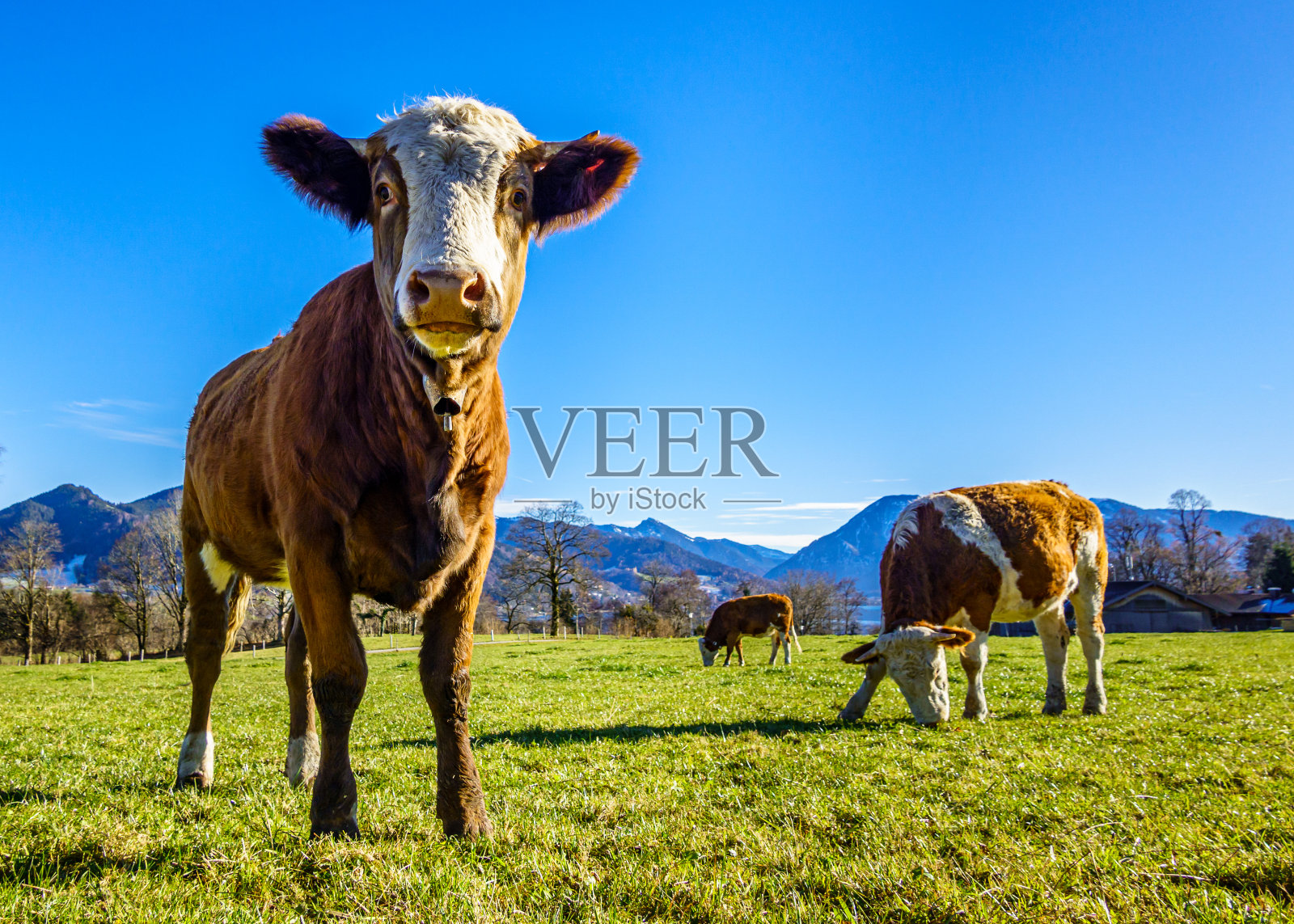 欧洲阿尔卑斯山的奶牛照片摄影图片