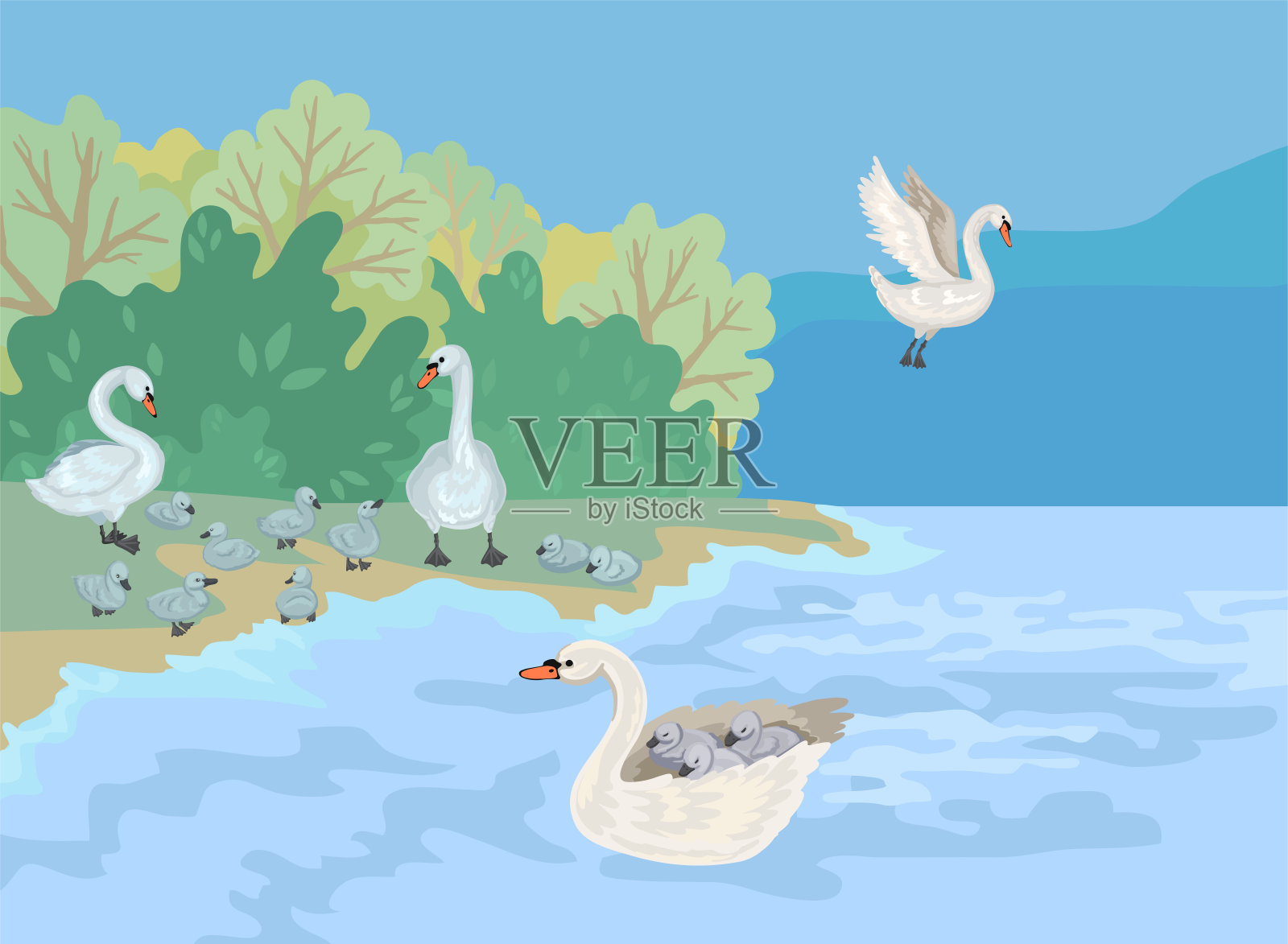 天鹅的家庭。一群有父母的小绵羊。向量的卡通插图插画图片素材