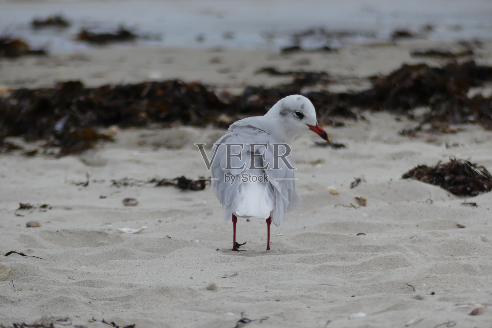 海鸥在布列塔尼照片摄影图片