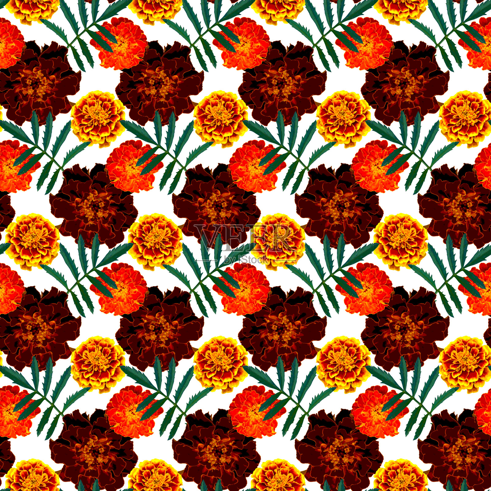 无缝隙图案，花为棕色、橙色、黄色万寿菊(法国万寿菊)，叶子为绿色，背景为白色。五彩缤纷的花卉纹理。光栅插图。照片摄影图片
