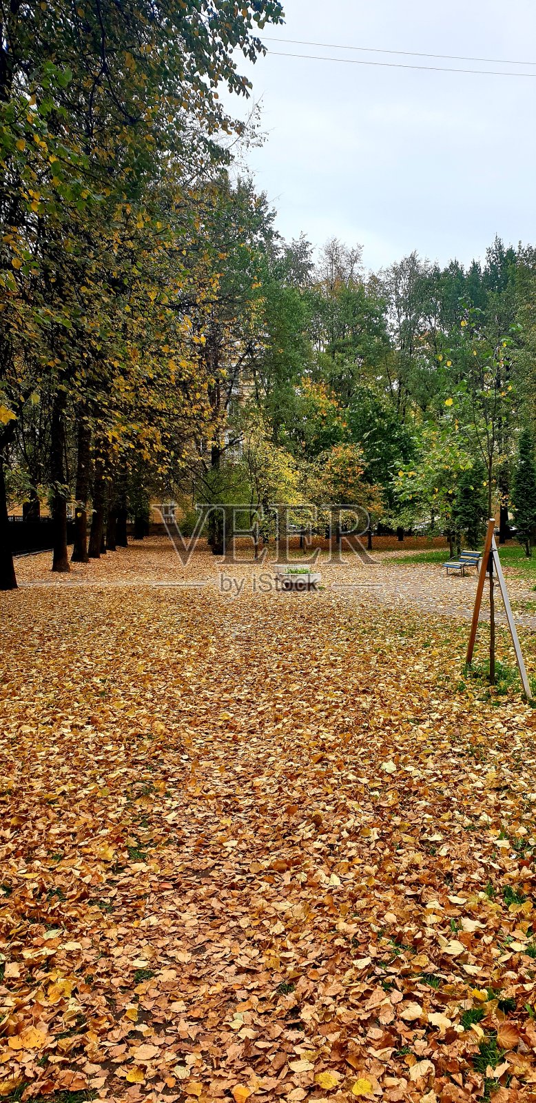 秋天到了，落叶覆盖了大地。秋天在俄罗斯。照片摄影图片