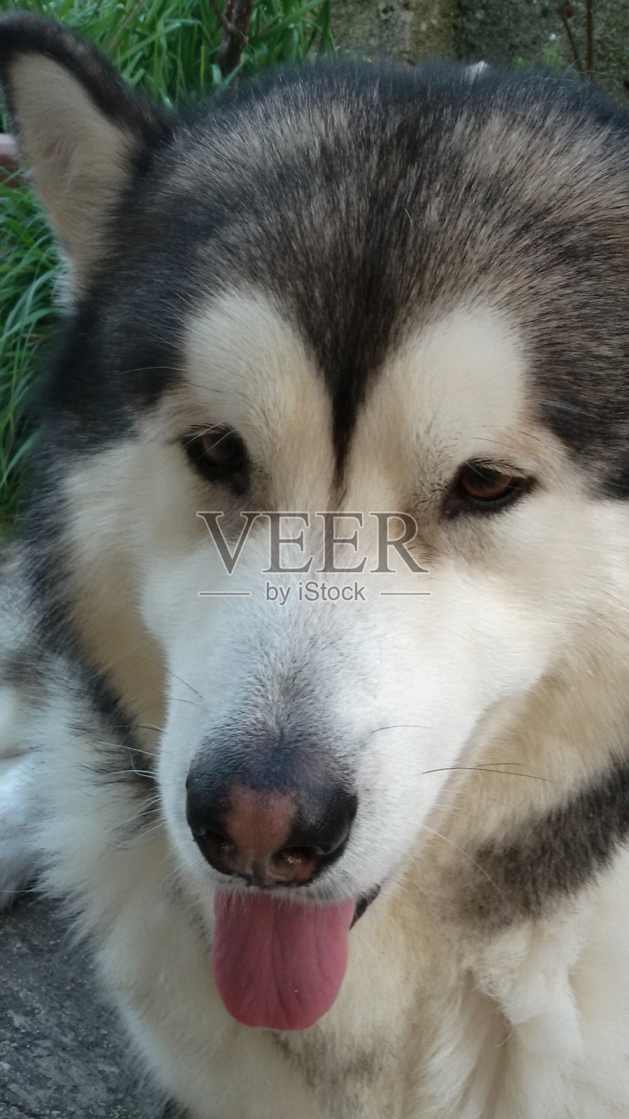 雪橇犬照片摄影图片