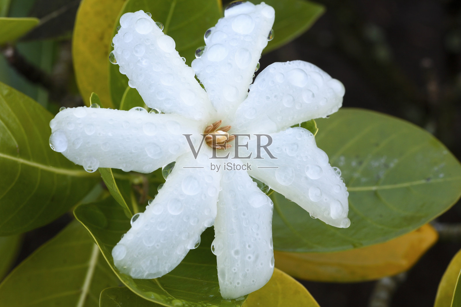 浑浊的黄色蝴蝶照片摄影图片