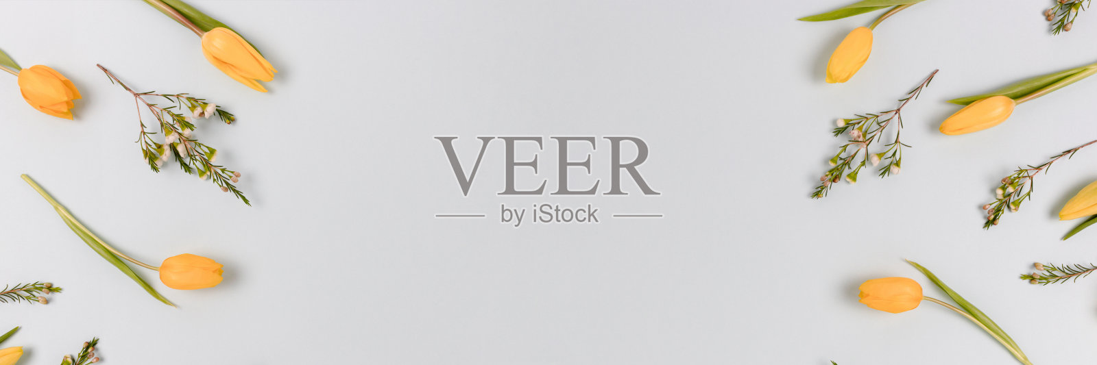 以蓝色粉彩为背景的黄色花朵图案的横幅。照片摄影图片