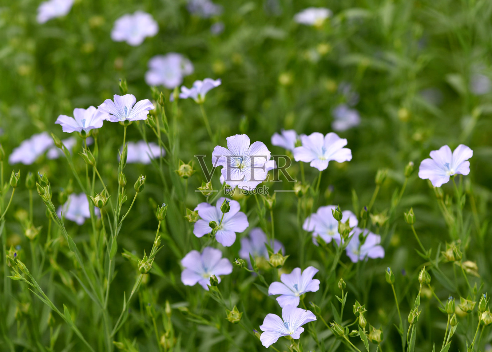 亚麻、亚麻属植物,为照片摄影图片