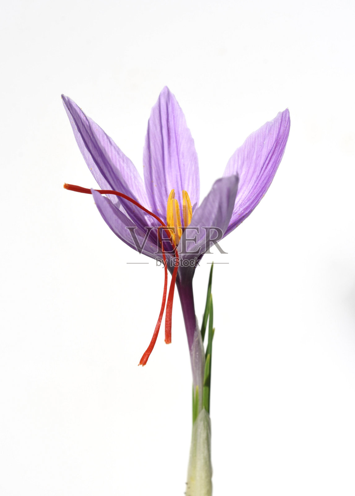 番红花;番红花照片摄影图片