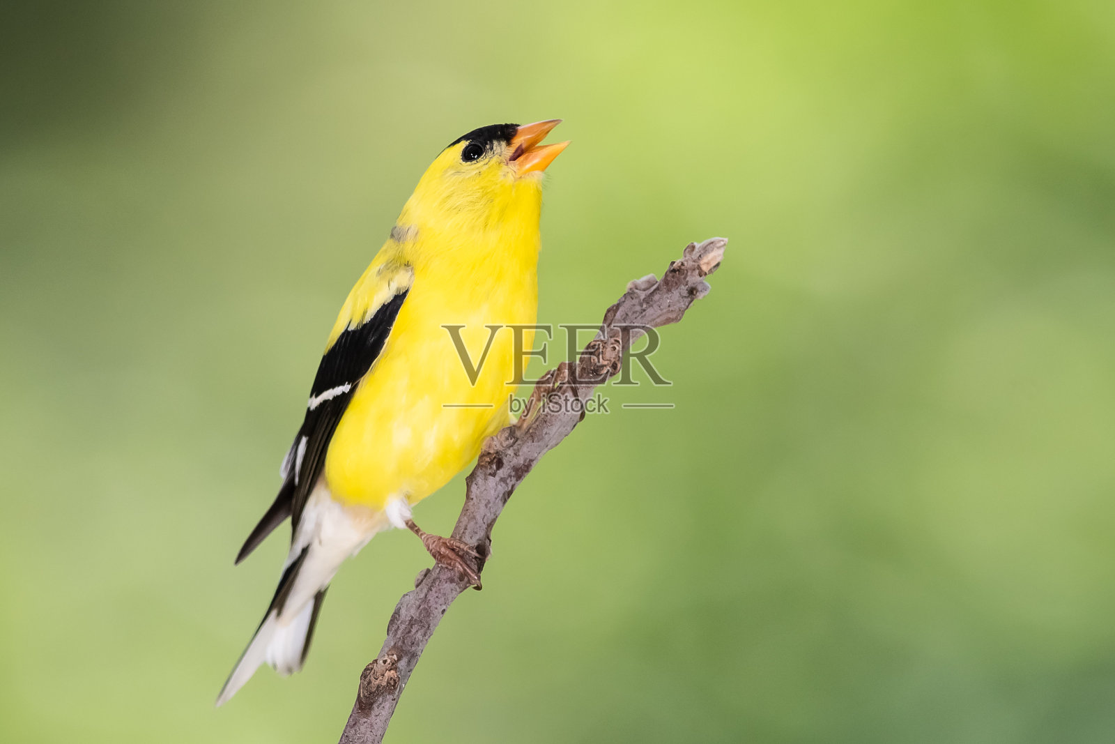美洲金翅雀栖息在一根细长的树枝上照片摄影图片