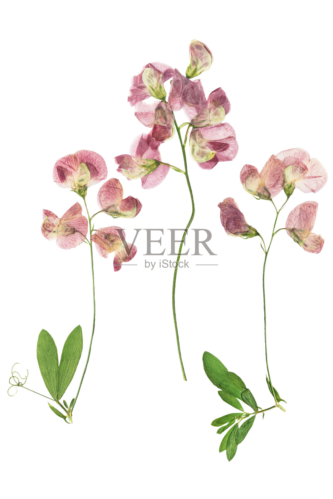 压干的石柳树，孤立在白色背景上。用于剪贴簿、压制花艺或植物标本室。照片摄影图片