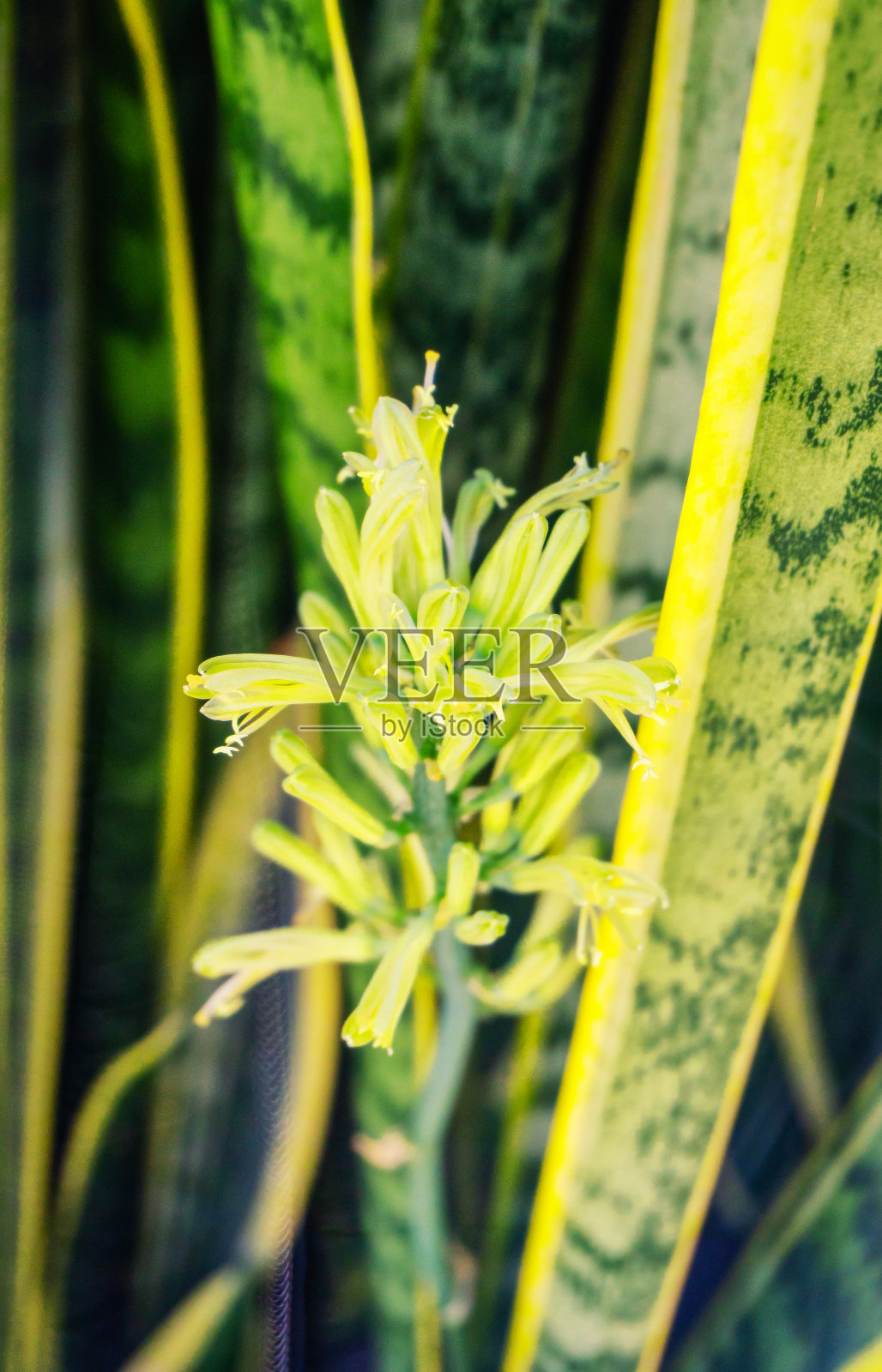 三束花照片摄影图片