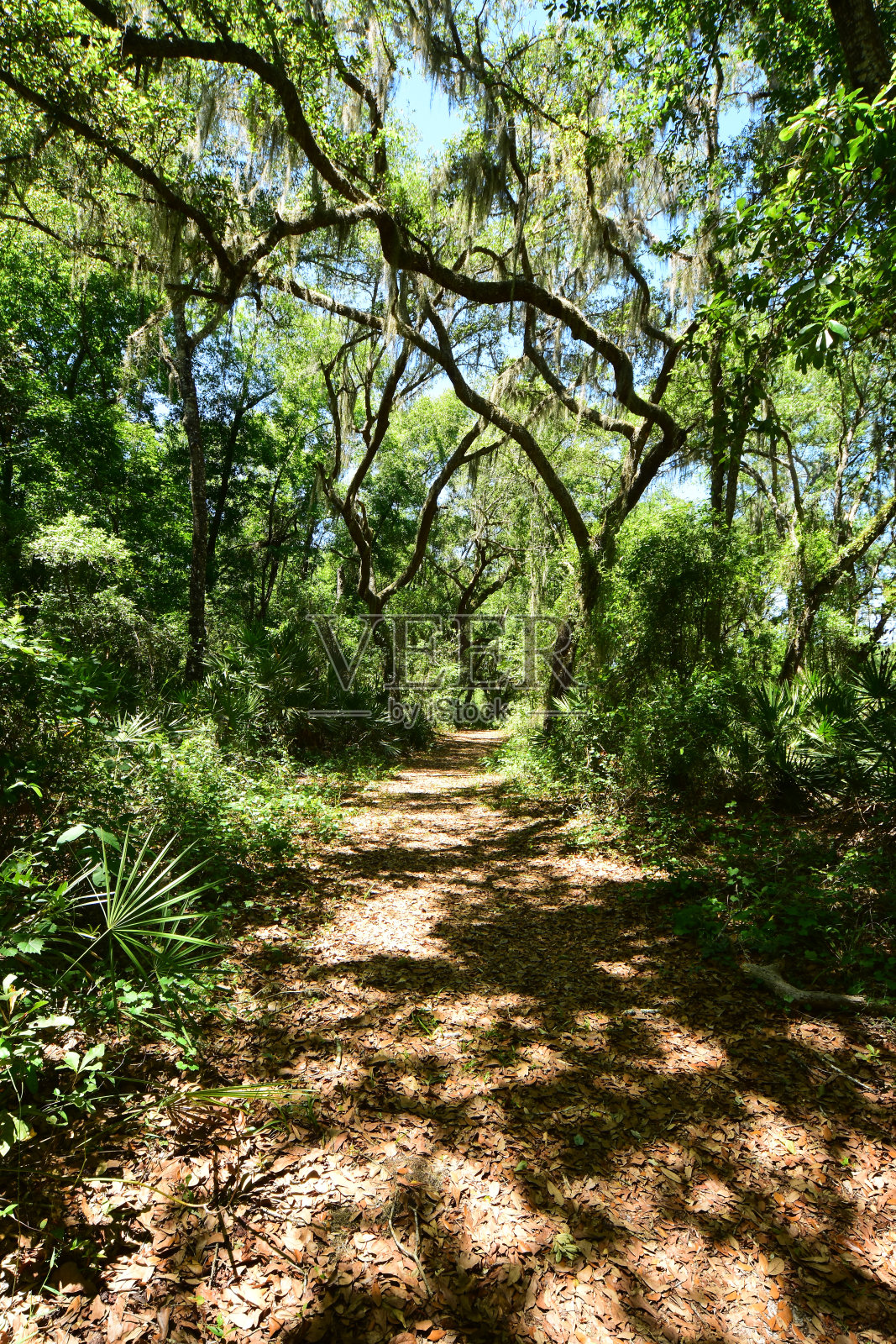 森林树冠和锯棕榈沿着自然小径照片摄影图片