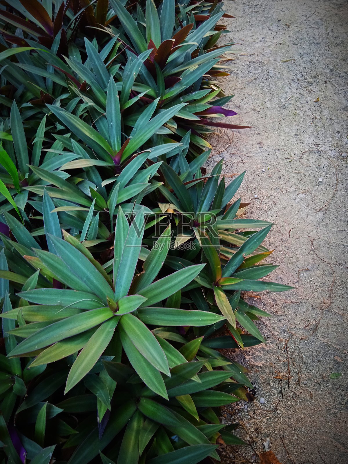 Raja Ampat热带岛屿上的绿叶照片摄影图片