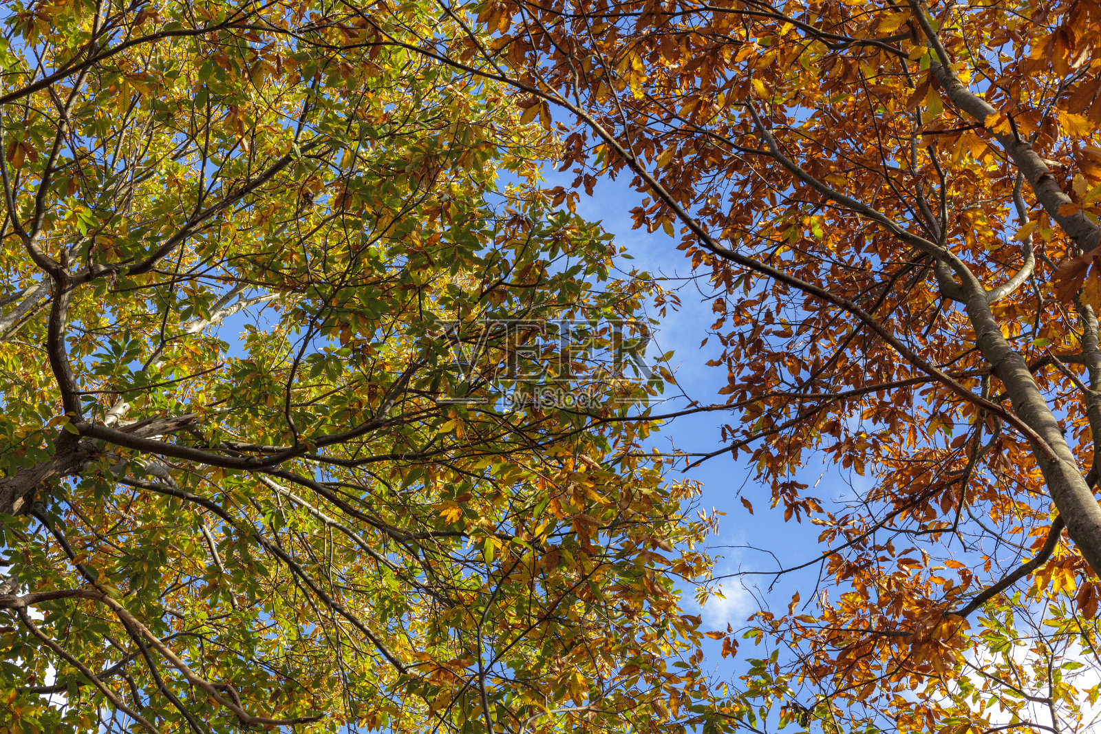 在秋光中仰望。照片摄影图片