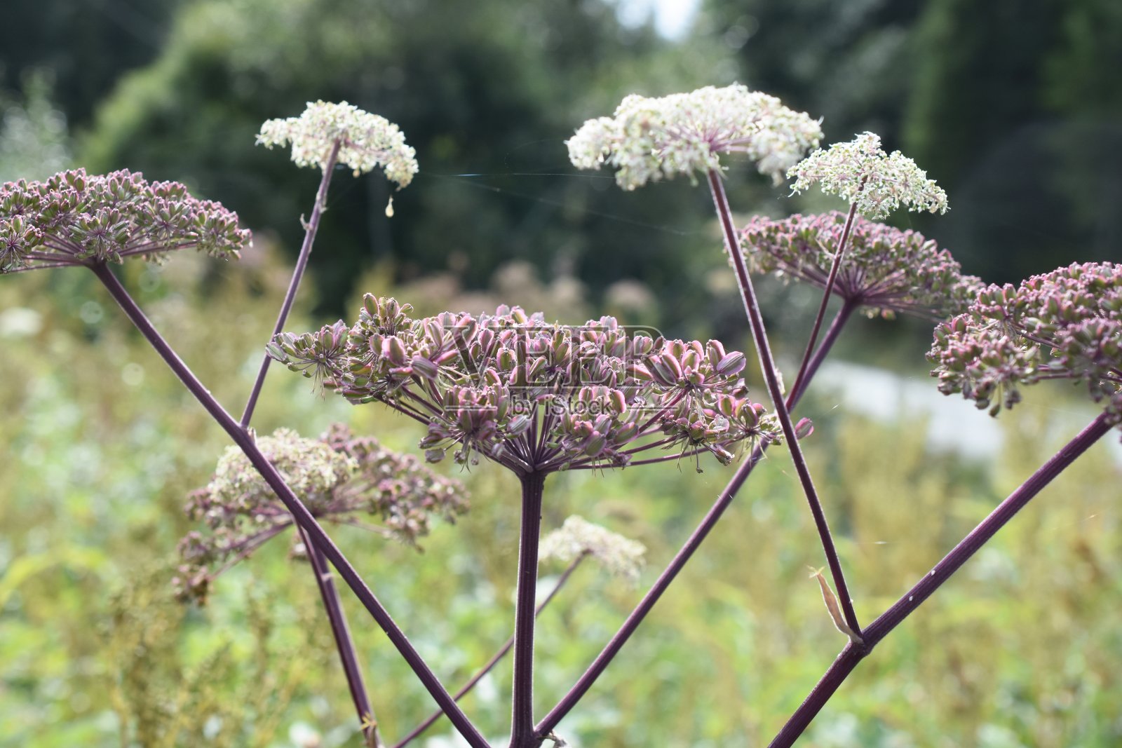 当归的抗旱性照片摄影图片