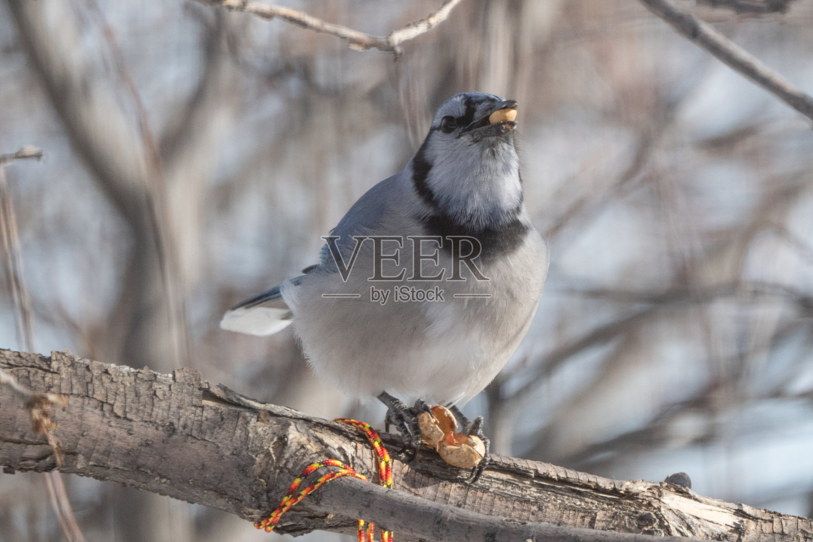 冠蓝鸦抬头看着栖息在树枝上的食物照片摄影图片