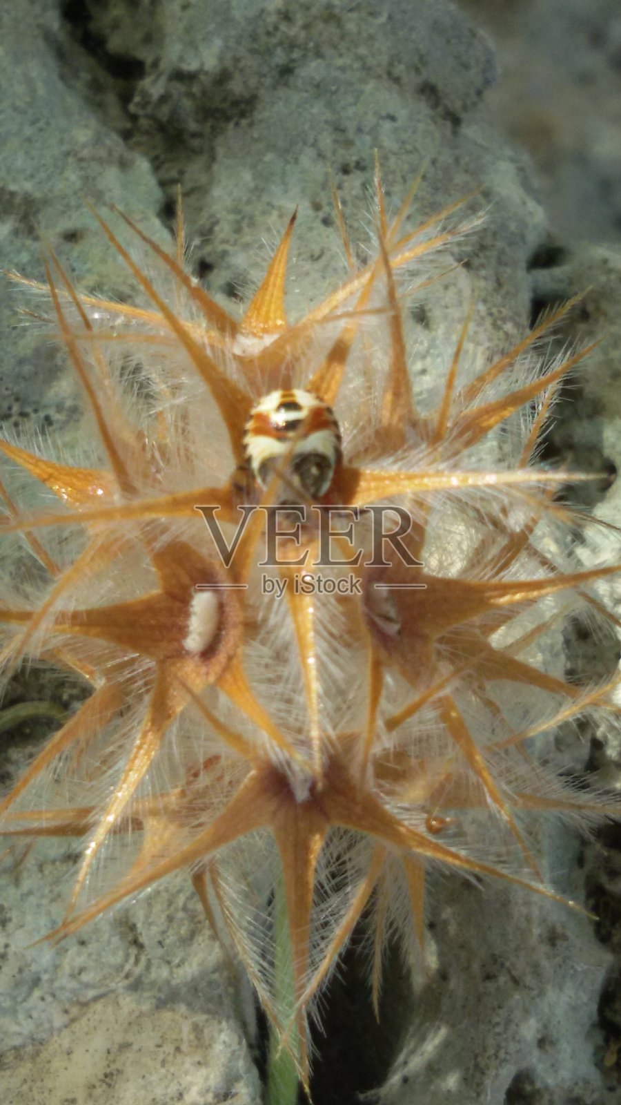 瓢虫照片摄影图片