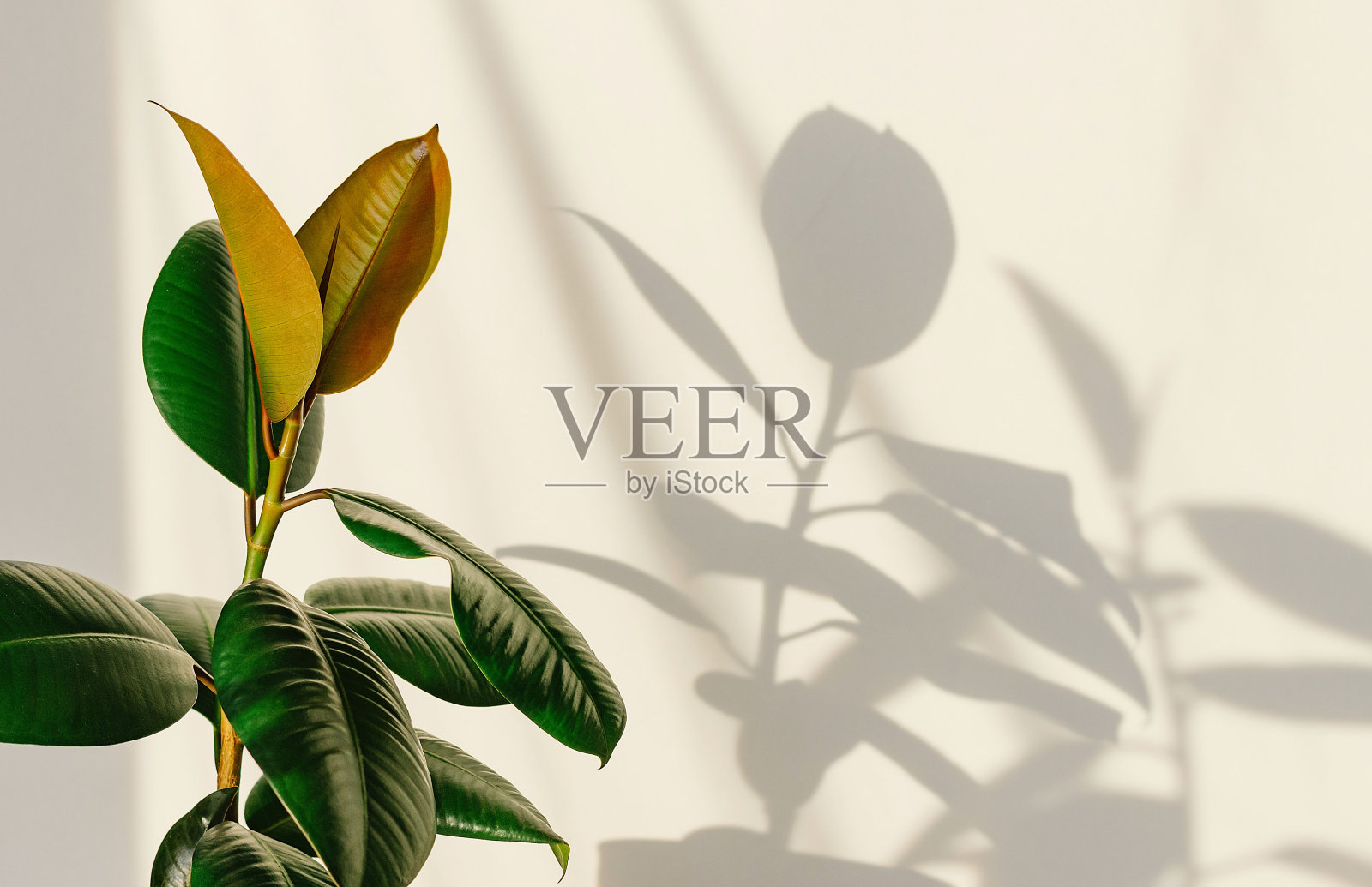 弹性植物榕树橡胶树在光的背景。墙上有榕树的影子。照片摄影图片