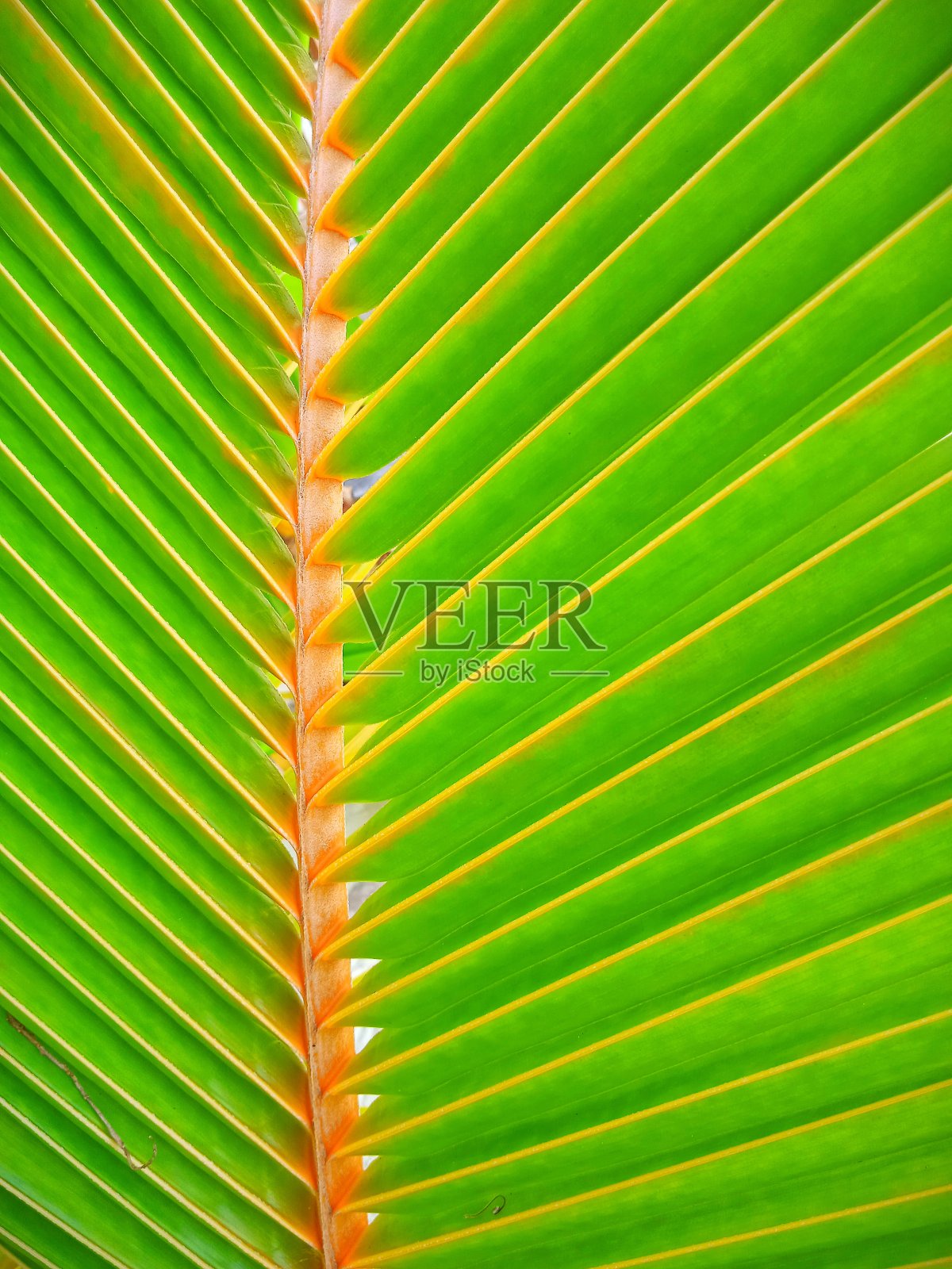 拉贾安帕热带岛屿上的椰子绿叶照片摄影图片