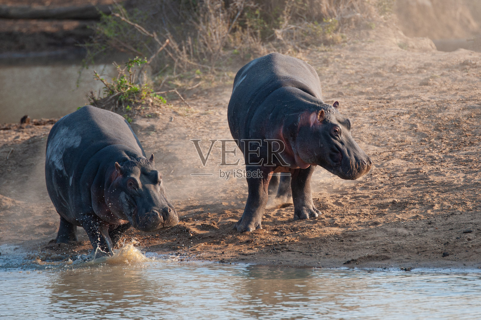 2河马跑照片摄影图片